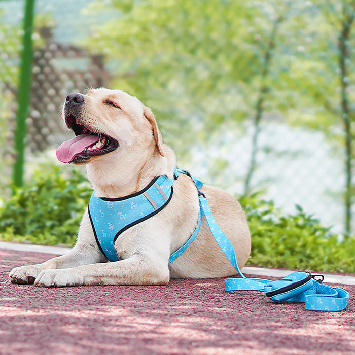 Dog Harness Set with Bow – Adjustable Leash, Collar & Accessories